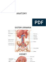 Anatomy and Physiology Kidney