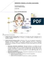 Tema 2.1sistema Nervioso - Diseño y Circuitos Neuronales Básicos PDF