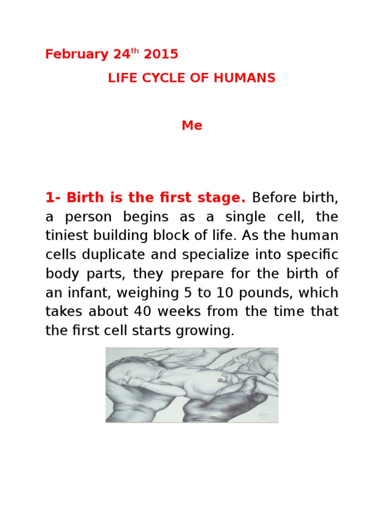 Stages of Human Life Cycle Explained | PDF | Wellness | Lifestyle