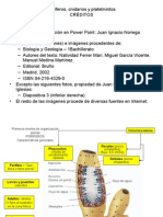 Poríferos, cnidarios y platelmintos: primeros niveles de organización animal