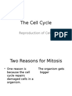 Mitosis ppt2