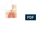 Sistema Respiratorio