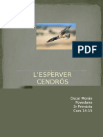 Esparver cendrós