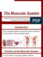 Muscular System Presentation