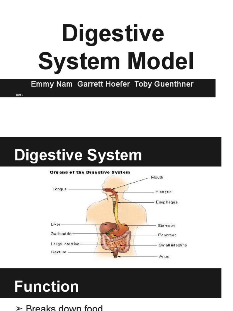 Digestive System Function and Model | PDF | Cooking, Food & Wine ...