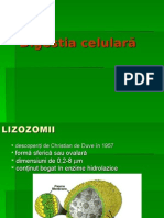 Digestia celulara VII.ppt
