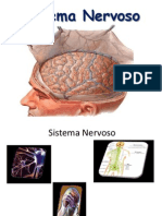 Sistema Nervoso