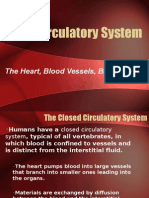 circulatorysystem 