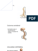 Huesos de La Columna Vertebral