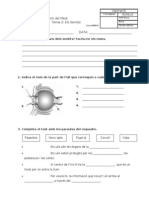 Prova Medi Tema 2 - Els Sentits