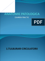 Anatomie Patologica