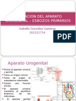 Formacion Del Aparato Urogenital - Esbozos Primarios