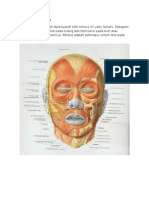 Origo Insersio Musculus Pada Facei