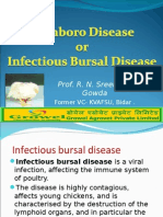 Infectioue Bursal Disease in Poultry