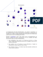 Hematopoyesis tejido hematopoyético médula ósea