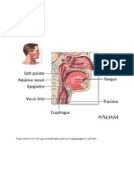 Anatomy of Throat