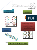 Acidos Nucleicos.