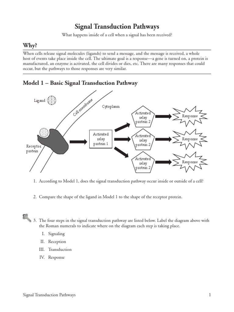 Signal Transduction Pathways POGIL Cell Signaling Protein Kinase
