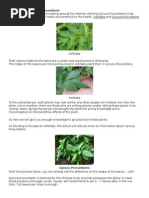 Download ASHITABA vs Gynura Procumbens by Rica Santos SN257611165 doc pdf