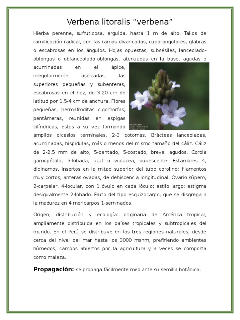 Navegando por las plantas nativas en Waterloo Park - Waterloo Greenway  Conservancy, image size:768x1024