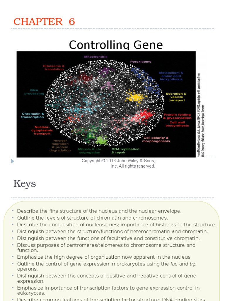Controlling Gene Expression: Inc. All Rights Reserved | PDF | Operon ...