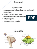 Curs Cerebel