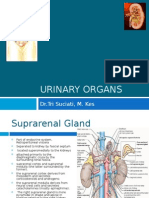 Urinary Organs - Mahasiswa