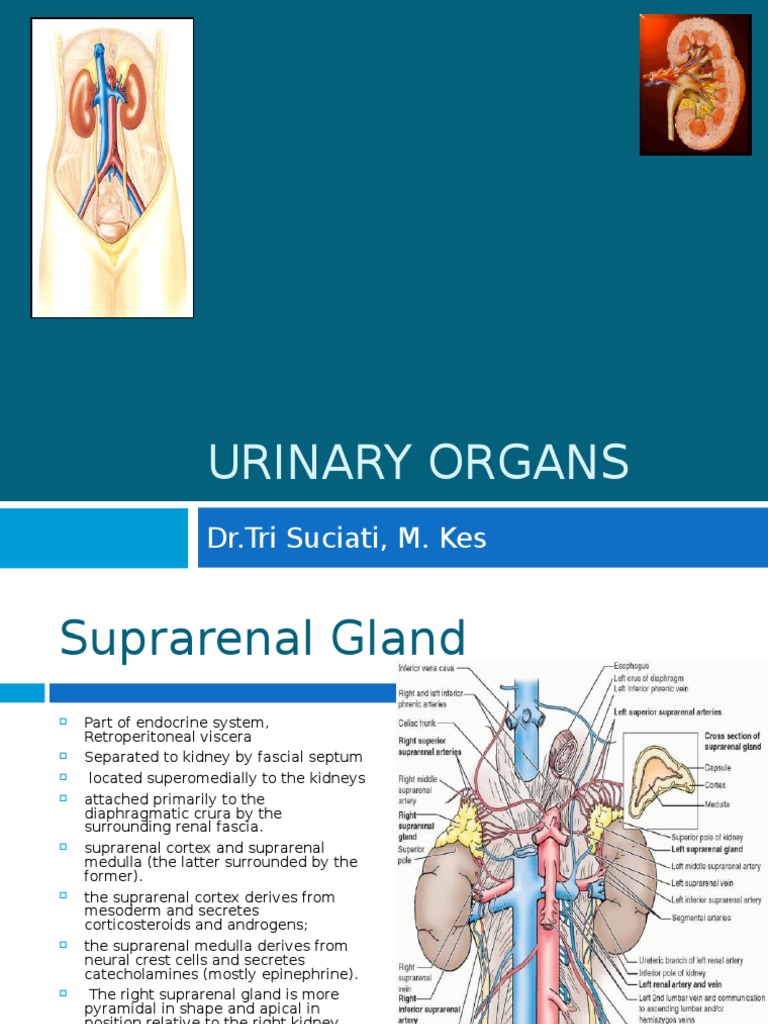 Anatomy and Functions of Urinary Organs | PDF | Kidney | Urinary Bladder