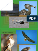 Bird Id PPT 11 20 Only