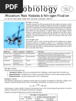 Download Rhizobium Root Nodules  Nitrogen Fixation by zoba85 SN25770034 doc pdf