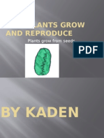 How Plants Grow Kaden