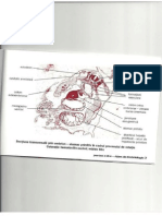 Atlas Embriologie Ioana Rusu 2.1 PDF