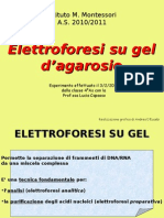 Elettroforesi Agarosio