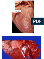 Patología Sistémica Lesiones Cardio Pulmonares