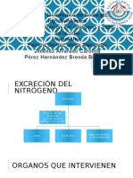 Excresion Del Nitrogeno y Ciclo de La Urea