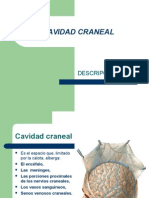 34516498-Cavidad-Craneal