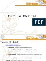 Circulacion Fetal Alopatica Exe Info Para Comparar Nt