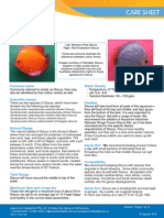 Discus Care Sheet