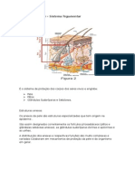 Apostila Curso de Designer de Sobrancelha