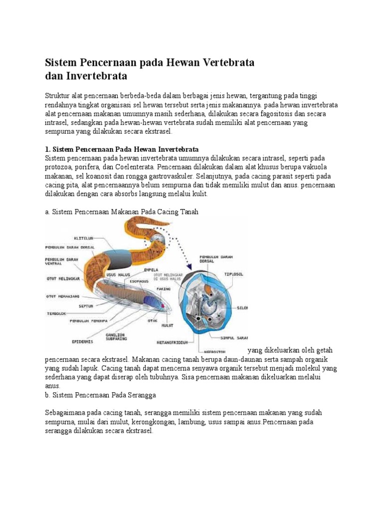 Sistem Pencernaan Pada Hewan Vertebrata Dan Docx