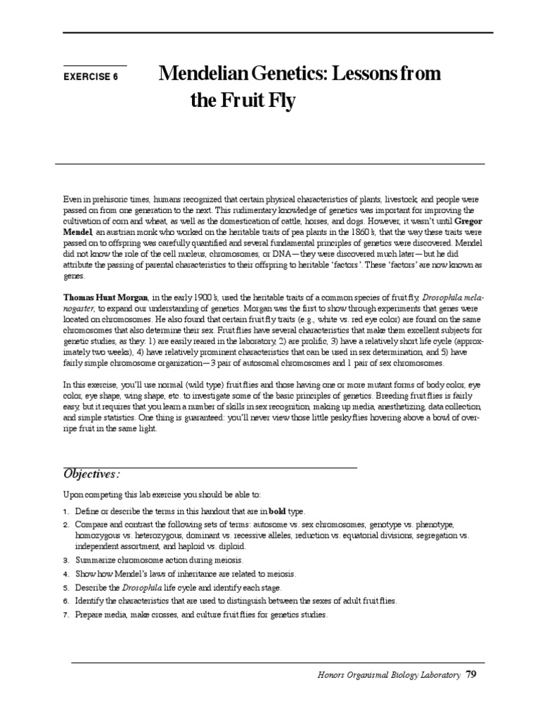 Fruit Fly Experiment PDF Meiosis Zygosity