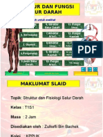 Struktur Salur Darah