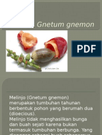 Gnetum gnemon