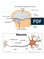 Guía Unidad 1 Sub. 1 Partes Del Cerebro y Neurona 3º Medio Común