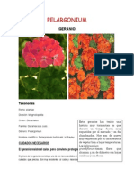 Clasificacion de Plantas