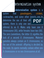 X0 System of Sex Determination