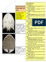 Neurocraniul