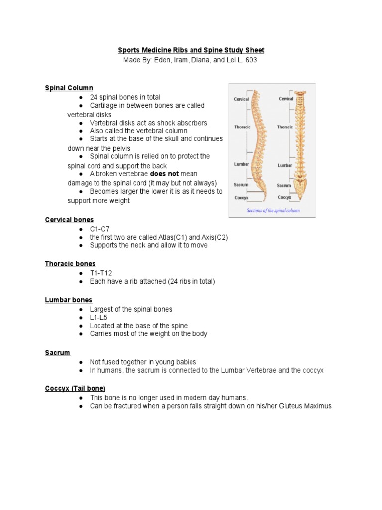 Studysheet Spmedribsandspine | PDF | Vertebral Column | Musculoskeletal ...
