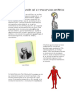 Estructura y Función Del Sistema Nervioso Periférico PDF