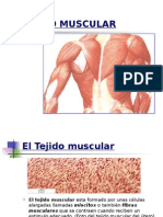 Tejido Muscular 1202832509312749 4